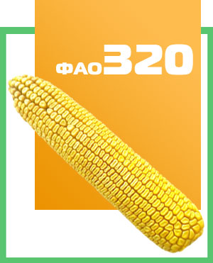 Купить семена кукурузы  ДН Аквозор 320 в Украине. Днепропетровск.