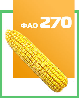 Купить семена кукурузы Чемеровецкий 260 СВ