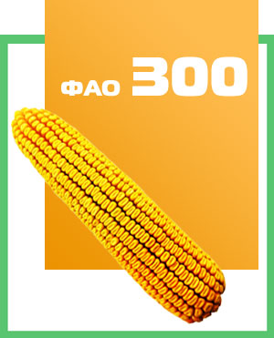 Семена кукурузы гибрид ДН Деметра Украина