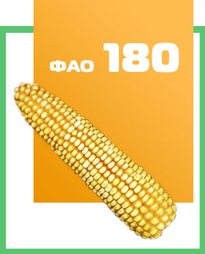 Семена кукурузы гибрид Днепровский 181СВ