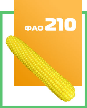 Семена кукурузы гибрид Кремень 200 СВ