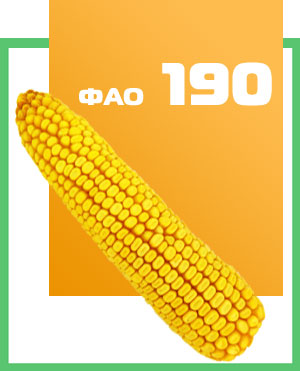 Купить семена кукурузы Лада в Украине Днепропетровск