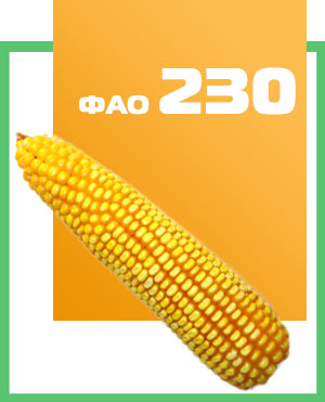 Семена кукурузы гибрид Оржица 237 МВ 
