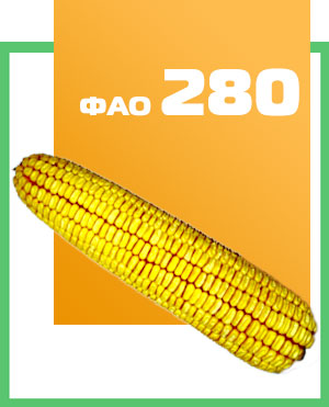 Семена кукурузы гибрид ДН Орлик 280