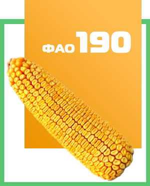 Семена кукурузы гибрид Почаевский 190 МВ