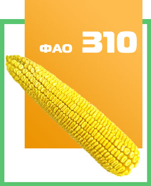 Купить семена кукурузы  Солонянский 298 СВ в Украине, Днепропетровск.