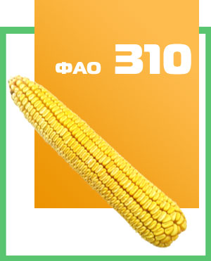 Купить семена кукурузы  Збруч 310 в Украине. Днепропетровск.