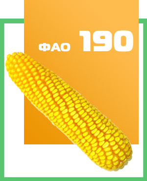 Семена кукурузы гибрид ДН ЗОРЯНА 190